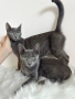 Руски сини котета, снимка 1