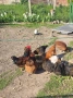 🥚 Домашни яйца от свободно отглеждани кокошки – Пловдив 🐓 , снимка 2