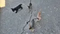 Подарявам котенца, снимка 2