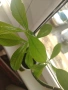 Каучуково растение (Syngonium grantii) , снимка 6