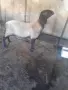 Продавам млад черноглав коч  , снимка 2