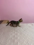 Бенгалски котета, снимка 3