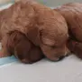 Продавам кученца мини пудел., снимка 3