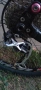 MTB Corratec X-Force 0.2, снимка 13