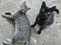 4 сладки котенца , снимка 7