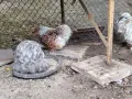 продавам яйца за лупене от мини кохин, снимка 3