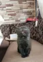 Британско късокосместо коте , снимка 15
