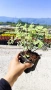 Питоспорум, Pittosporum Tenuifolium Variegatum, снимка 6