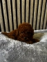 Мини пудели / Mini Poodles, снимка 1