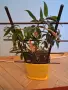Колумнея - Columnea schiedeana - с цвят, снимка 2
