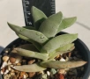 Красула (Crassula falcata) сукулентно растение 5-6 см, снимка 1