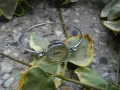 ДАМСКИ ЧАСОВНИК ЧАЙКА CHAIKA ГРИВНА , снимка 1
