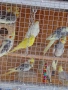 Вълнисти папагали и Корели , снимка 5
