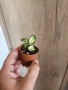 Хоя Matilde variegata, снимка 2