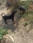 Продавам ловджийски кученца (Гонче х Барак) от отлично работещи родители, снимка 7