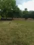 къща с двор кладенец и сонда , две приземни стаи, стопански сгради, асма, снимка 4