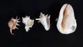 Лот морски раковини , снимка 7