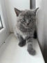 Британско коте, снимка 2