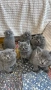 Котета Шотландски Фолд и Котета Британка Късокосместа , снимка 3