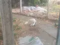 продавам 4  бели сиамски котенца, снимка 2