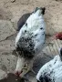 Домашни петли Средец, снимка 7