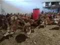 Тетра ярки на 3 месеца , снимка 2