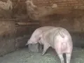 🐷 Продавам бели прасета (прасенца) 🐖 гр. Кнежа - 1 свободно, снимка 2