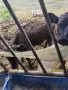 телета жески 2бр абардин, снимка 4