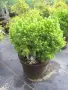 Picea glauca ‘Alberta Globe’-Пицея, снимка 2