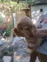 Кокер шпаньол на 3 месеца  , снимка 2
