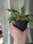 Хлорофитум Оранж Грин расад/Chlorophytum Orange Grimm, снимка 3