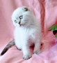 Шотландско мъжко Скоттиш Фолд , снимка 3