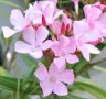 Олеандър (зокум, лян, Nerium oleander), снимка 4