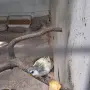 неофема сплендида , снимка 2