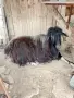 Продавам коч на година и половина , снимка 3