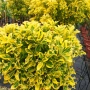 Евонимус Ауреа, Euonymus Japonica Aurea, снимка 5