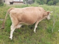 Продавам крава за доене, снимка 1