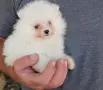 Кученца померан, снимка 5