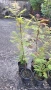 Продавам декоративен храст Сорбария (Sorbaria), снимка 3