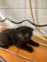Шотландски клепоухи и шотландски правоухи, снимка 7