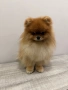 Мъжки померан за разплод! С доказано родословие!, снимка 2