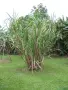 Захарна тръстика (Saccharum officinarum) – екзотично растение, снимка 5