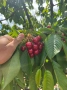 Сладки череши от гр. Айтос, снимка 1