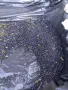 Горска боровинка, снимка 2