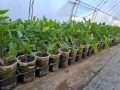 Разсад домати , снимка 4