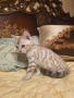 Бенгалски котета, снимка 2