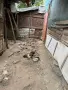 Ярки, гъски, патки, снимка 2