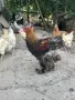Яребични брами. , снимка 3