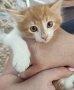 Подарявам котенца , снимка 6