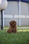 Той пудел Toy poodle, снимка 16